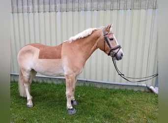 Haflinger Mestizo, Caballo castrado, 10 años, 149 cm, Bayo