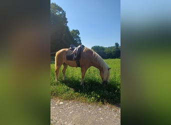Haflinger, Caballo castrado, 10 años, 149 cm