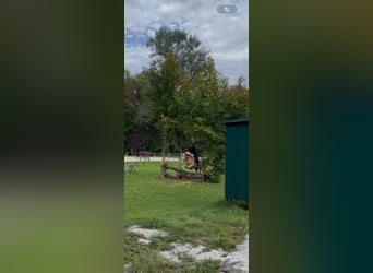 Haflinger, Caballo castrado, 10 años, 150 cm, Alazán