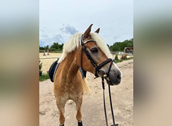 Haflinger, Caballo castrado, 10 años, 153 cm, Alazán-tostado