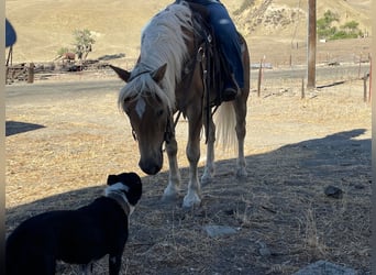 Haflinger, Caballo castrado, 10 años, Alazán rojizo