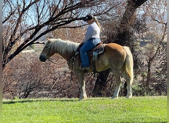 Haflinger, Caballo castrado, 10 años, Alazán rojizo