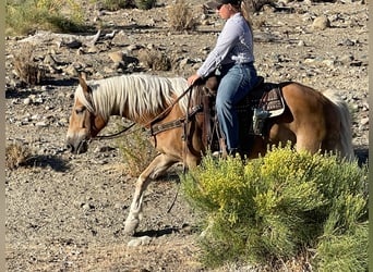 Haflinger, Caballo castrado, 10 años, Alazán rojizo