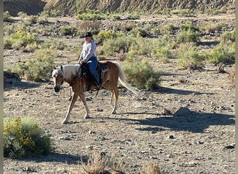 Haflinger, Caballo castrado, 10 años, Alazán rojizo