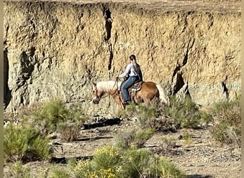 Haflinger, Caballo castrado, 10 años, Alazán rojizo