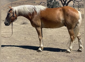 Haflinger, Caballo castrado, 10 años, Alazán rojizo