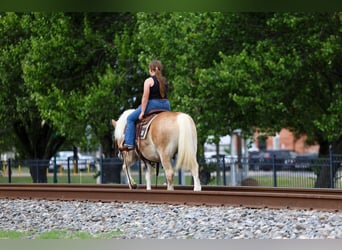 Haflinger, Caballo castrado, 10 años, Alazán-tostado
