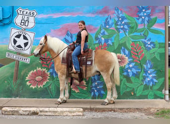 Haflinger, Caballo castrado, 10 años, Alazán-tostado