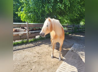 Haflinger, Caballo castrado, 10 años