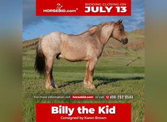 Haflinger Mestizo, Caballo castrado, 10 años, Ruano alazán