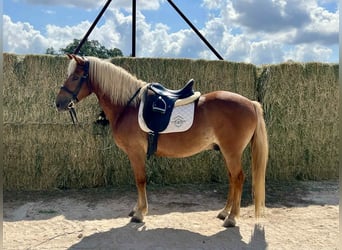 Haflinger, Caballo castrado, 11 años, 132 cm, Alazán-tostado