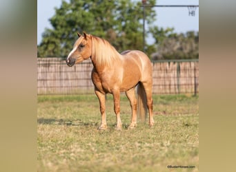 Haflinger, Caballo castrado, 11 años, 142 cm, Alazán-tostado