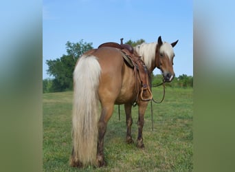 Haflinger, Caballo castrado, 11 años, 142 cm, Palomino