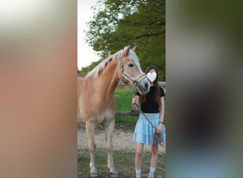 Haflinger Mestizo, Caballo castrado, 11 años, 149 cm, Bayo