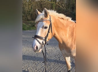 Haflinger Mestizo, Caballo castrado, 11 años, 149 cm, Bayo