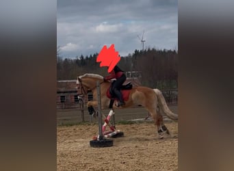 Haflinger, Caballo castrado, 11 años, 149 cm, Palomino
