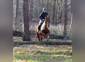 Haflinger Mestizo, Caballo castrado, 11 años, 153 cm, Alazán