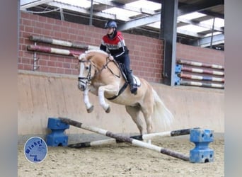 Haflinger, Caballo castrado, 11 años, 153 cm, Palomino