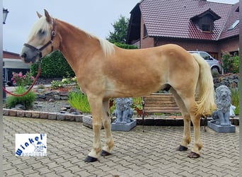 Haflinger, Caballo castrado, 11 años, 153 cm, Palomino