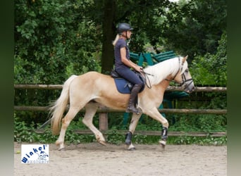Haflinger, Caballo castrado, 11 años, 153 cm, Palomino