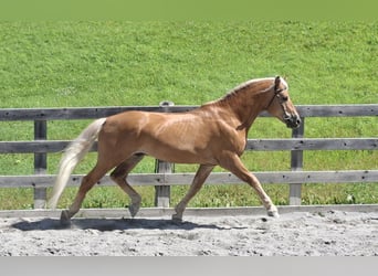 Haflinger, Caballo castrado, 11 años, 155 cm, Alazán
