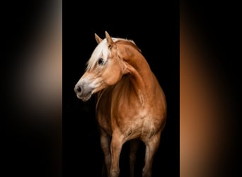 Haflinger, Caballo castrado, 11 años, 155 cm, Alazán