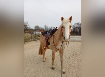 Haflinger Mestizo, Caballo castrado, 11 años, 160 cm, Champán