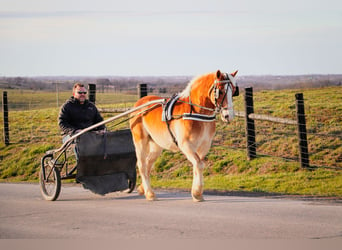 Haflinger, Caballo castrado, 12 años, 142 cm, Alazán rojizo