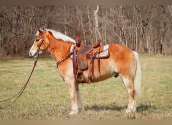 Haflinger, Caballo castrado, 12 años, 142 cm, Alazán rojizo