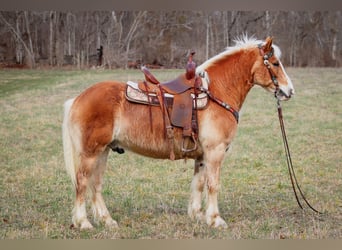 Haflinger, Caballo castrado, 12 años, 142 cm, Alazán rojizo