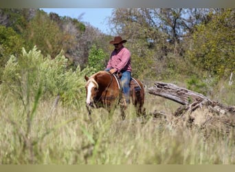Haflinger, Caballo castrado, 12 años, 142 cm, Alazán-tostado