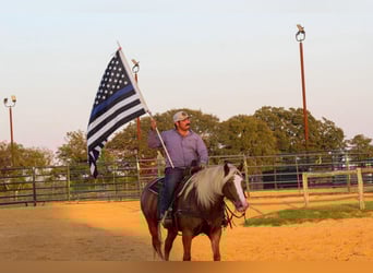 Haflinger, Caballo castrado, 12 años, 142 cm, Alazán-tostado