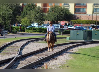 Haflinger, Caballo castrado, 12 años, 142 cm, Alazán-tostado
