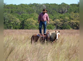 Haflinger, Caballo castrado, 12 años, 142 cm, Alazán-tostado