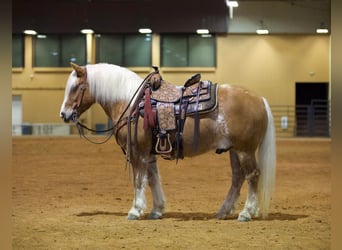 Haflinger, Caballo castrado, 12 años, 145 cm, Alazán rojizo