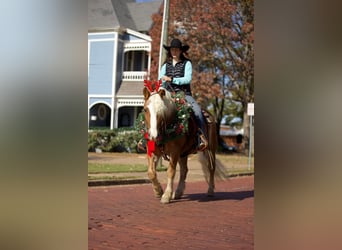 Haflinger, Caballo castrado, 12 años, 145 cm, Alazán rojizo