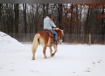 Haflinger, Caballo castrado, 12 años, 147 cm, Alazán-tostado