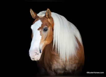 Haflinger, Caballo castrado, 12 años, 147 cm, Palomino