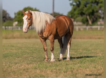 Haflinger, Caballo castrado, 12 años, 147 cm, Palomino