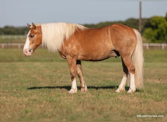 Haflinger, Caballo castrado, 12 años, 147 cm, Palomino