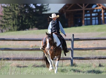 Haflinger, Caballo castrado, 12 años, 147 cm, Pío