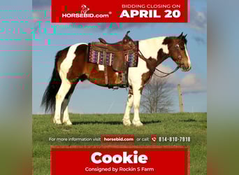 Haflinger, Caballo castrado, 12 años, 147 cm, Pío