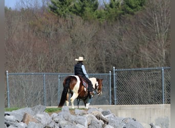 Haflinger, Caballo castrado, 12 años, 147 cm, Pío