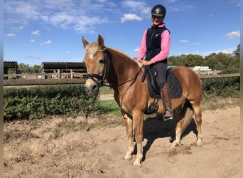 Haflinger, Caballo castrado, 12 años, 148 cm, Alazán