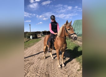 Haflinger, Caballo castrado, 12 años, 148 cm, Alazán