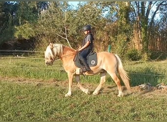 Haflinger, Caballo castrado, 12 años, 148 cm, Alazán rojizo