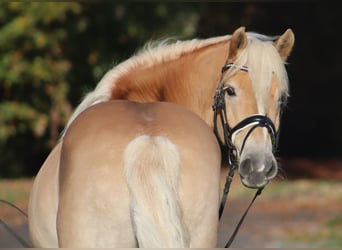 Haflinger, Caballo castrado, 12 años, 148 cm, Bayo