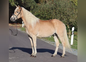 Haflinger, Caballo castrado, 12 años, 148 cm, Bayo