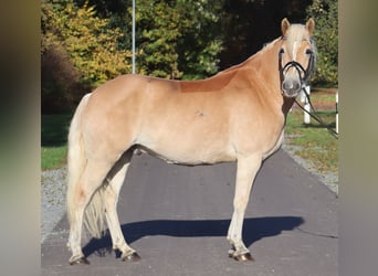 Haflinger, Caballo castrado, 12 años, 148 cm, Bayo