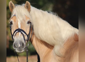 Haflinger, Caballo castrado, 12 años, 148 cm, Bayo